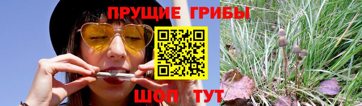 Галлюциногенные грибы Psilocybine cubensis  Галлюциногенные грибы Magic Shrooms  Белово 